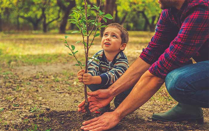 پدر و  فرزند در حال کاشتن نهال 